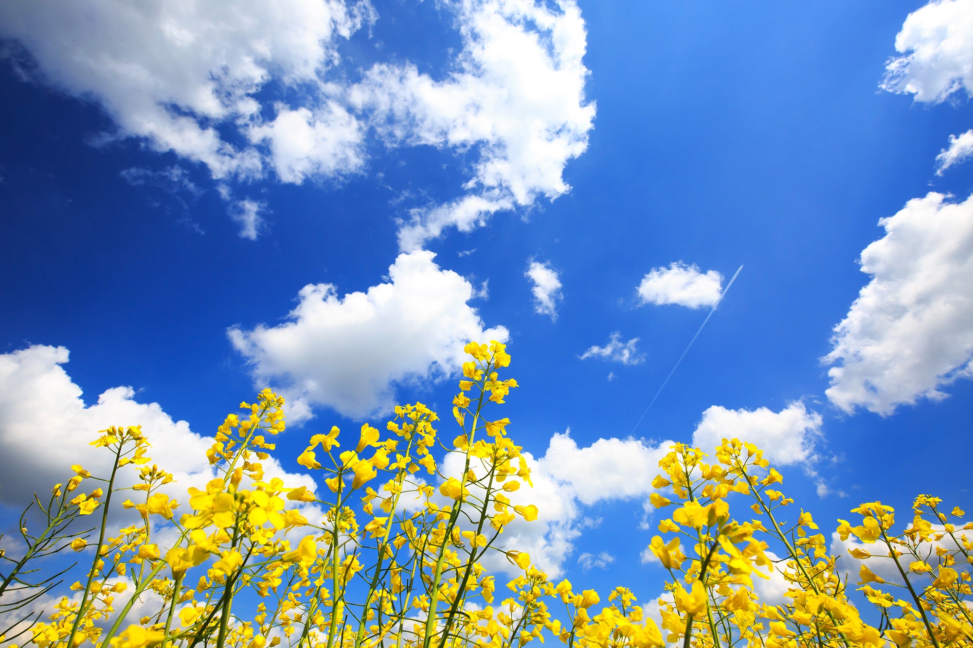 how to handle seasonal allergies