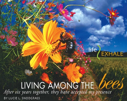 Living Among the Bees