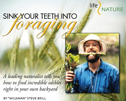 Sink Your Teeth Into Foraging