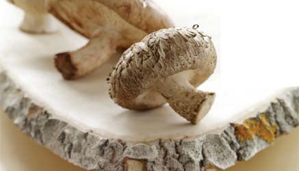 Healing Foods: Mushrooms