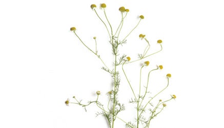 Healing Foods: Chamomile