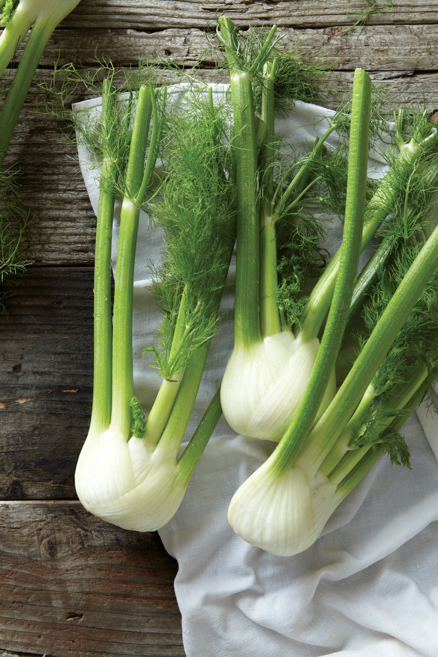 Fennel