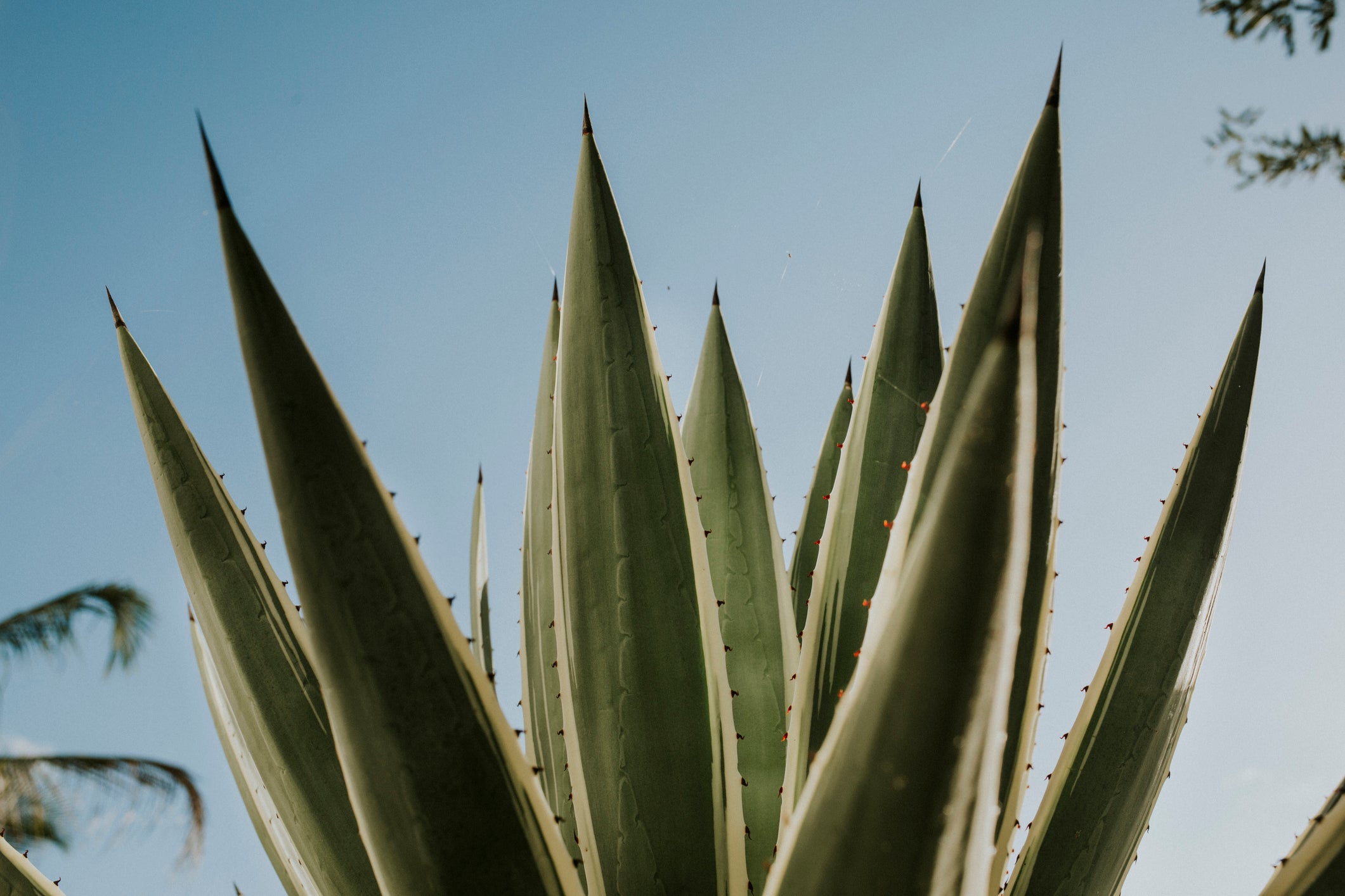 what is agave syrup agave plant mexico