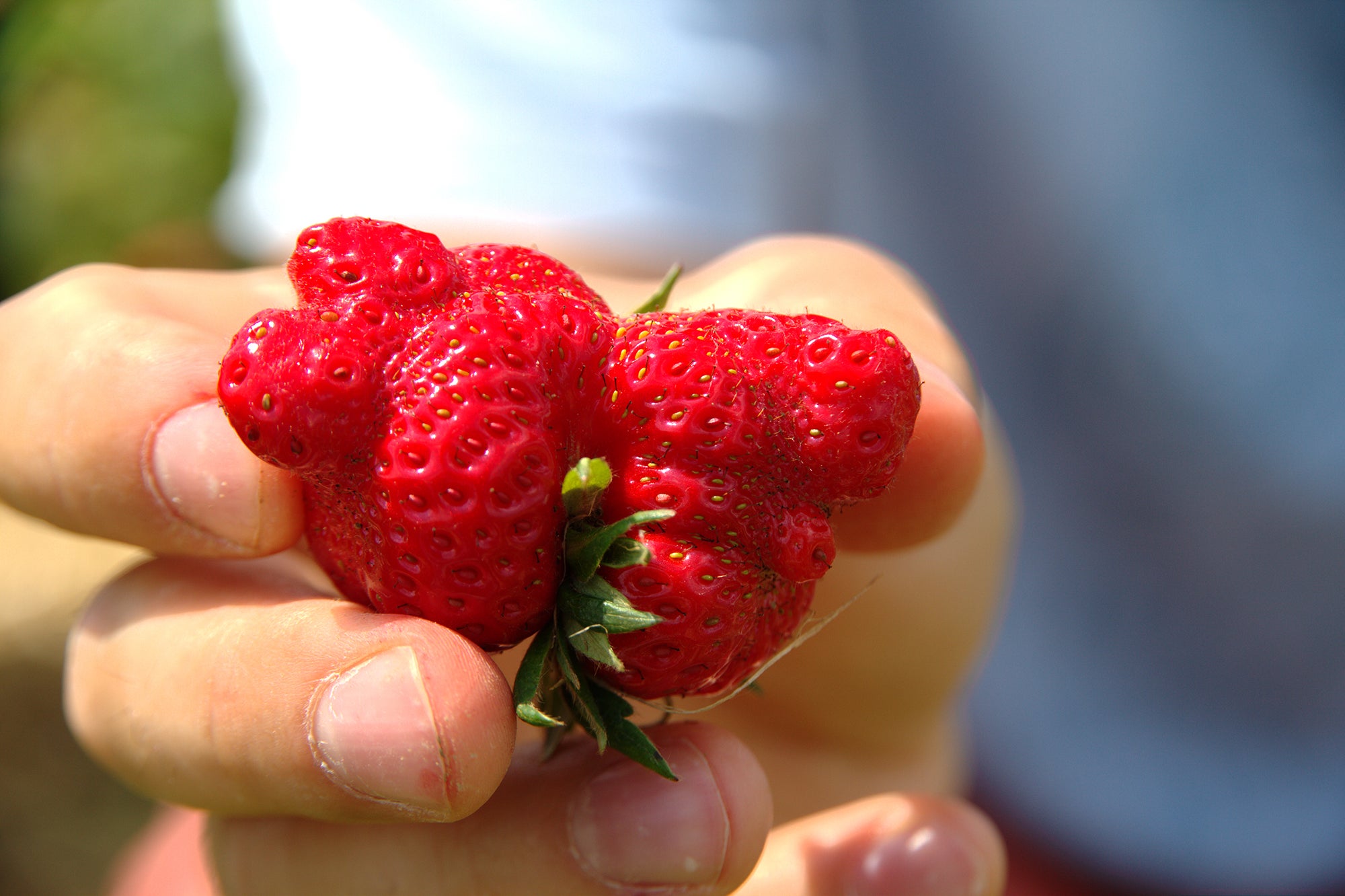 Why you should eat ugly fruits and vegetables