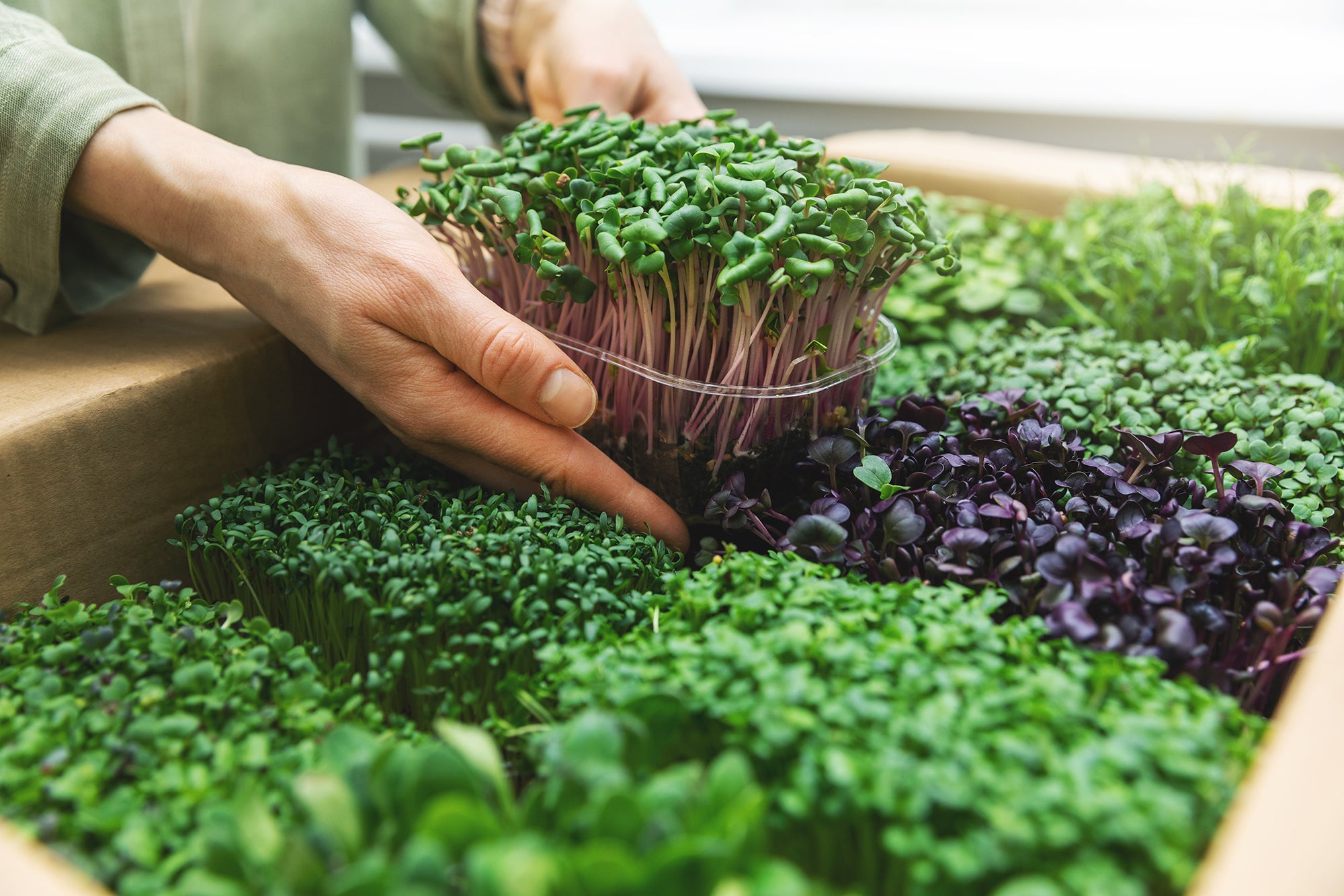 health Benefits of microgreens