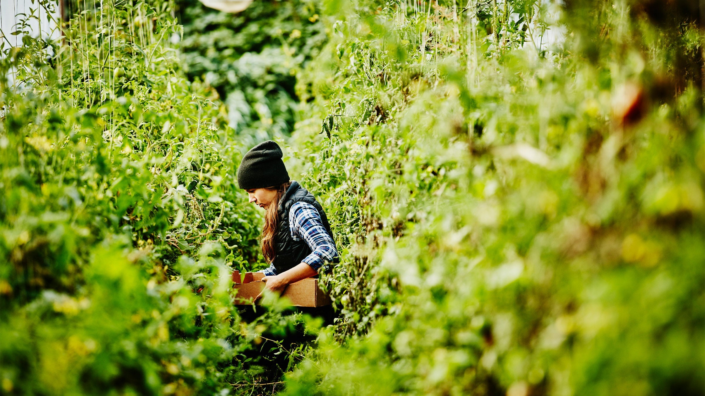 Woman collecting vegetables between lines of tall vegetation