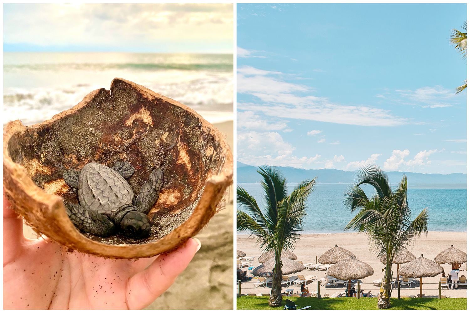 photo of a baby sea turtle being carried at the Marriott Puerto Vallarta