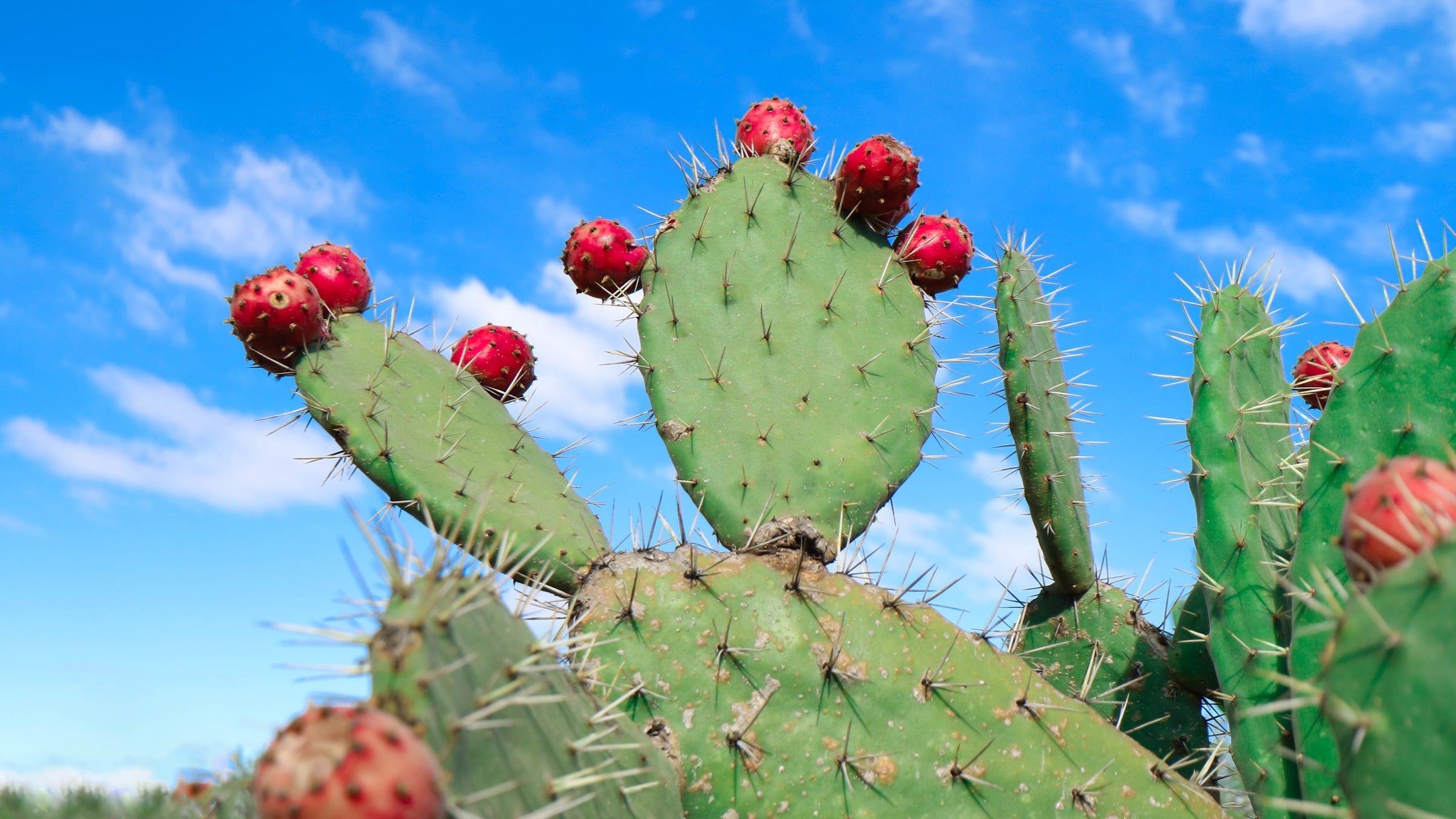 edible cactus plant growing in the wild with sky in the background