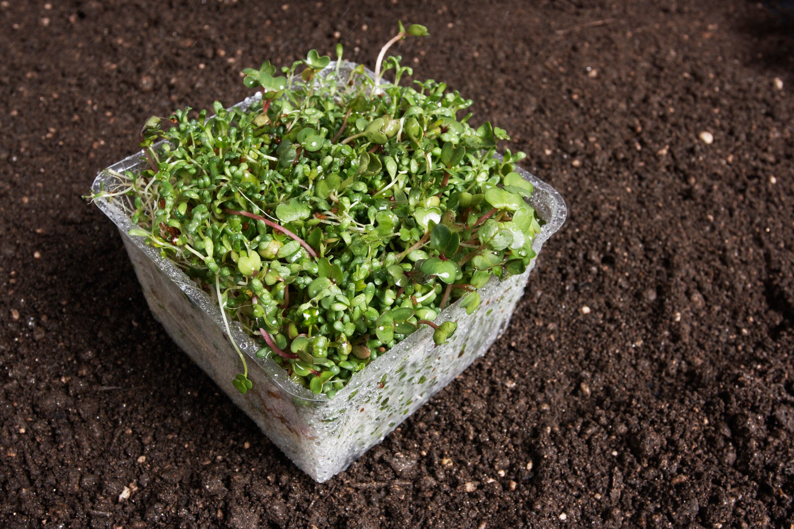 dangerous raw sprouts