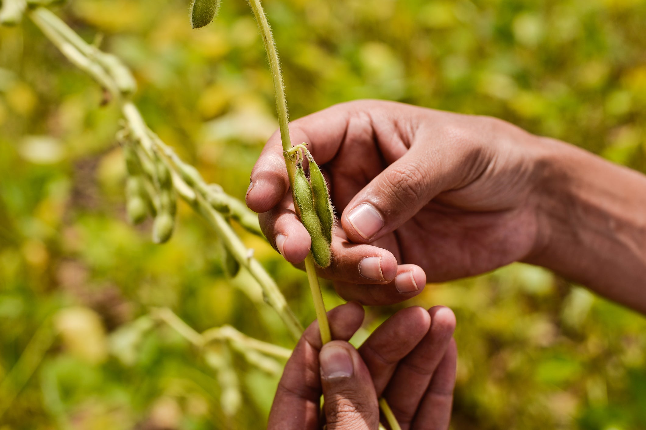 climate change food soy farm