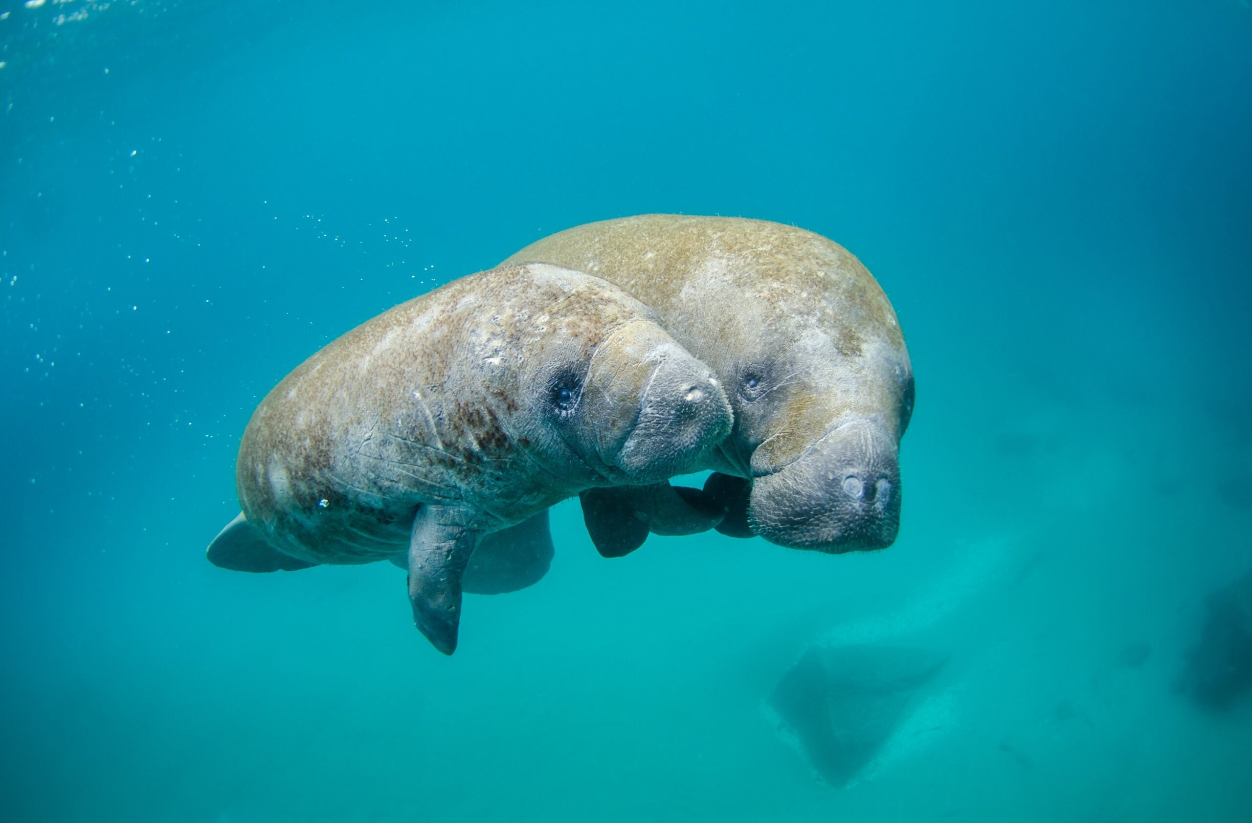 manatee feeding mission