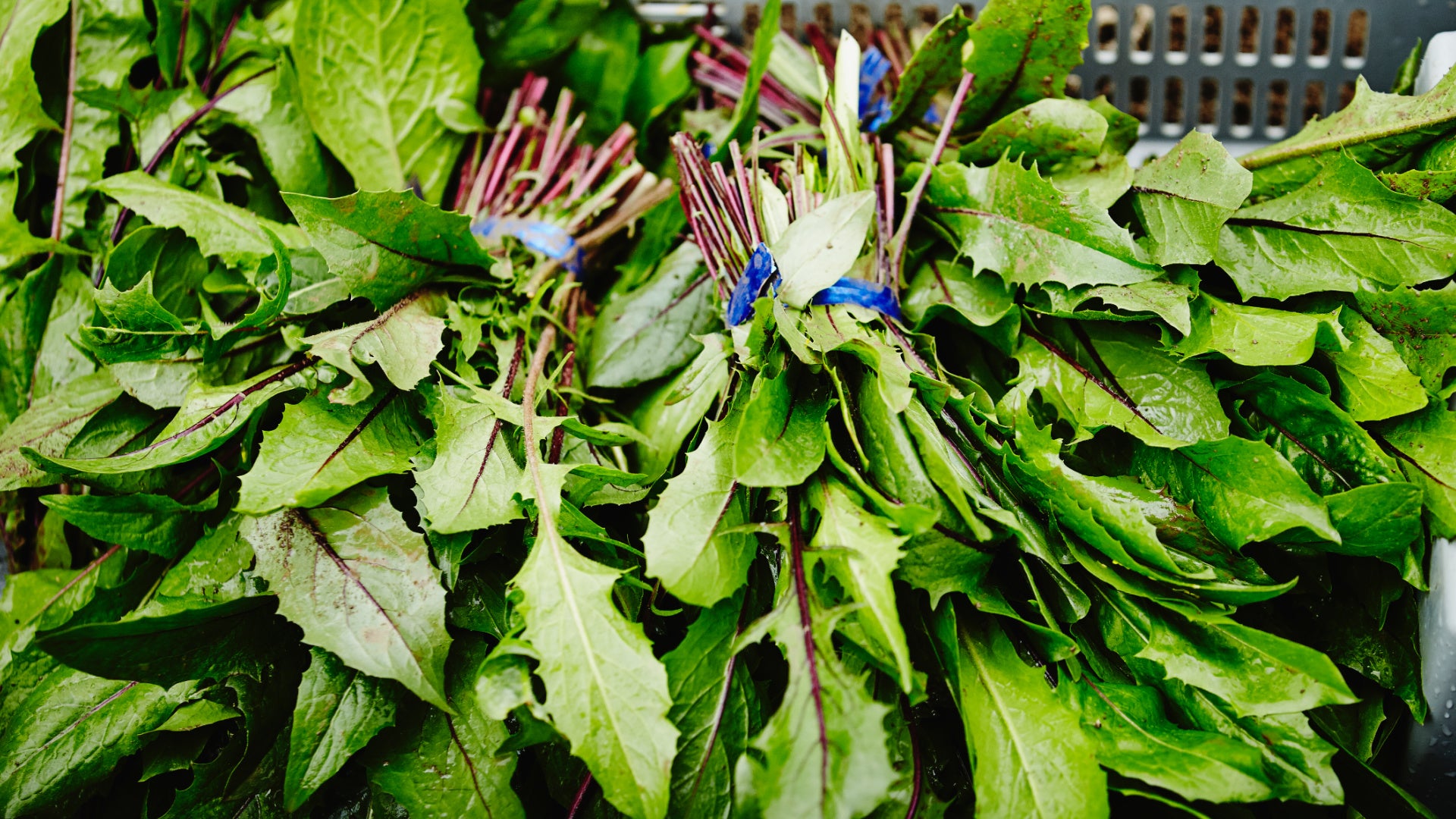 leafy greens dandelion greens farmers market