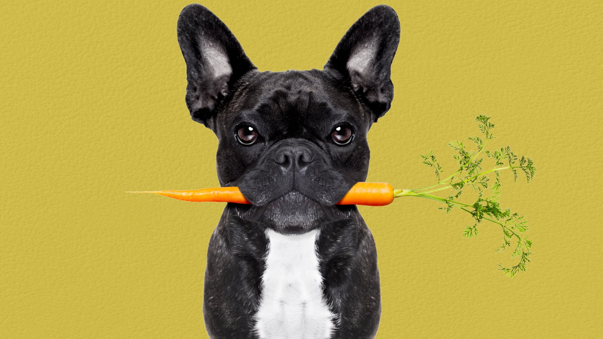 Should Dogs Go Vegan