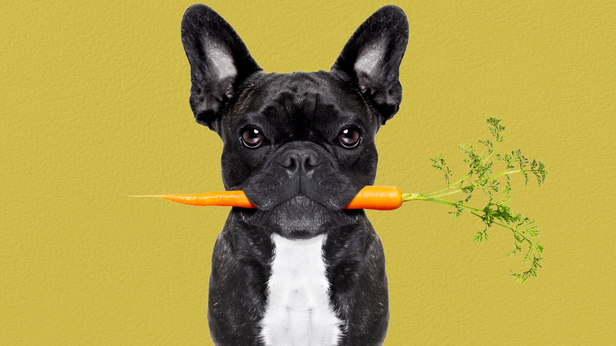 Can Dogs Be Vegan? Yes, and They Should, Scientists Say.