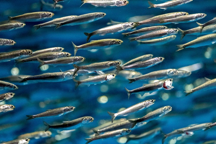 Anchovies