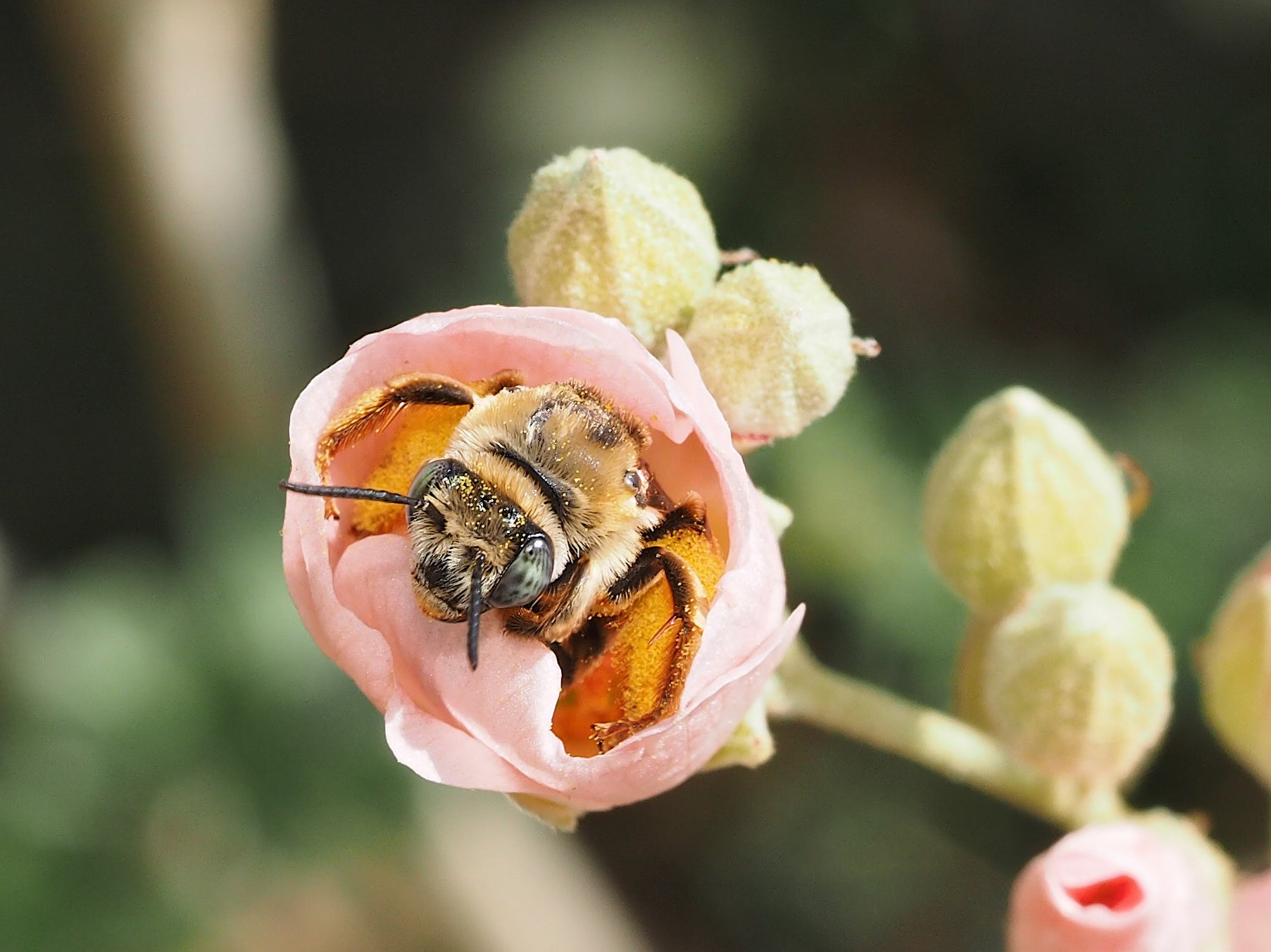 a sunflower native bee in a mallow flower