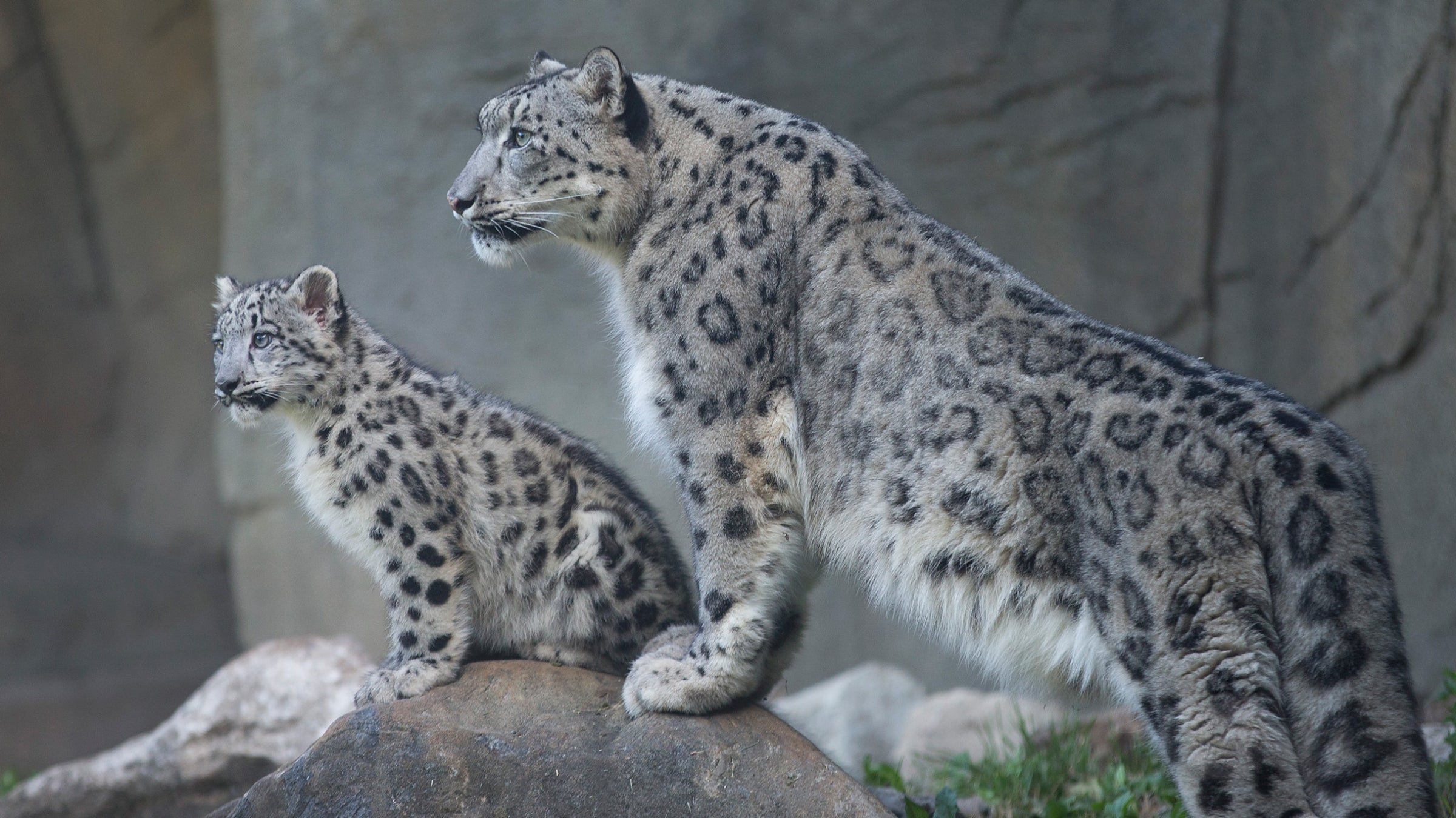 Two snow leopards at Chicago's Brookfield Zoo