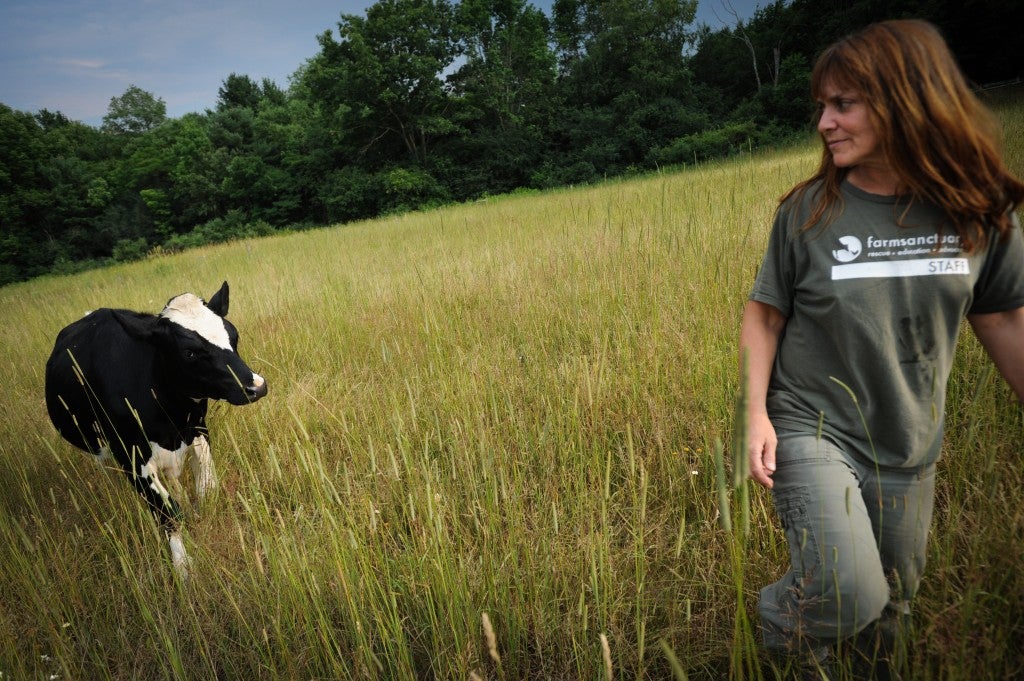 FarmSanctuarycow None