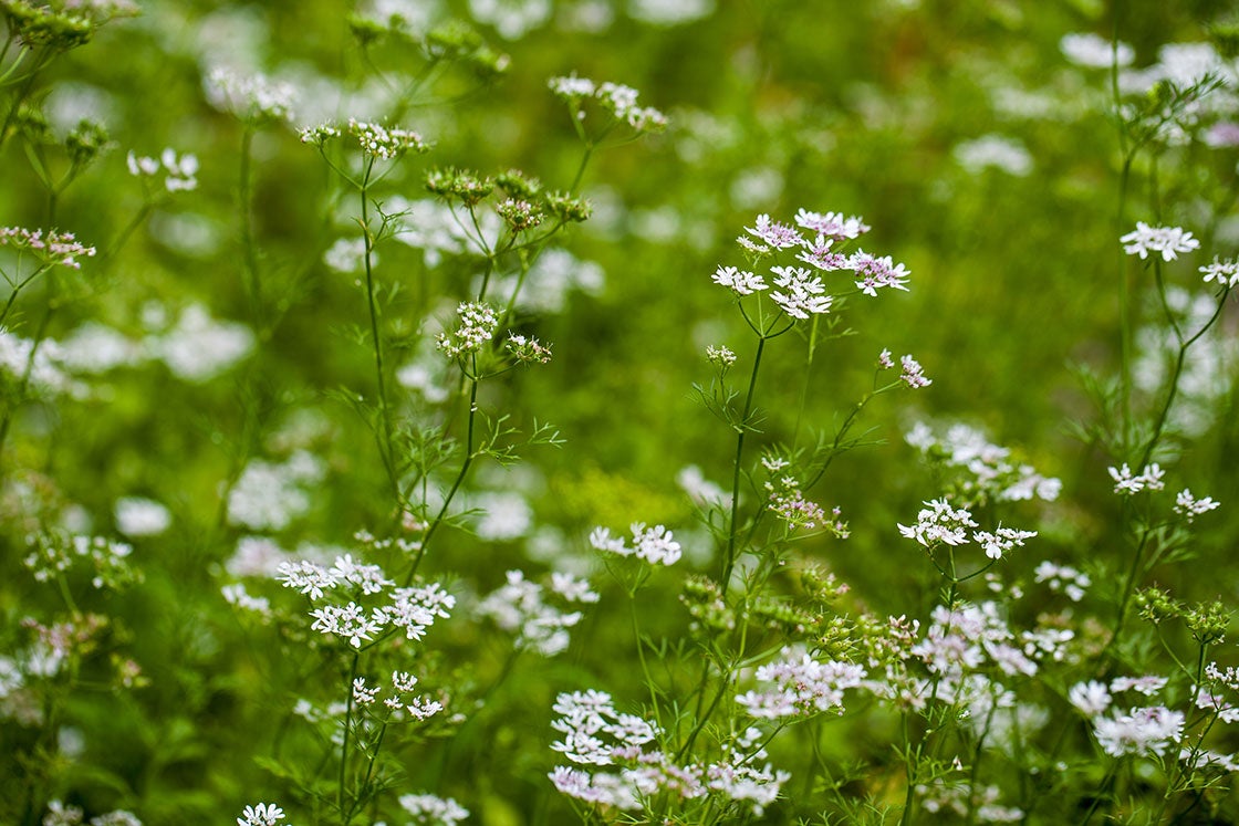 Edible Gardening 101 Harvesting Coriander Seeds