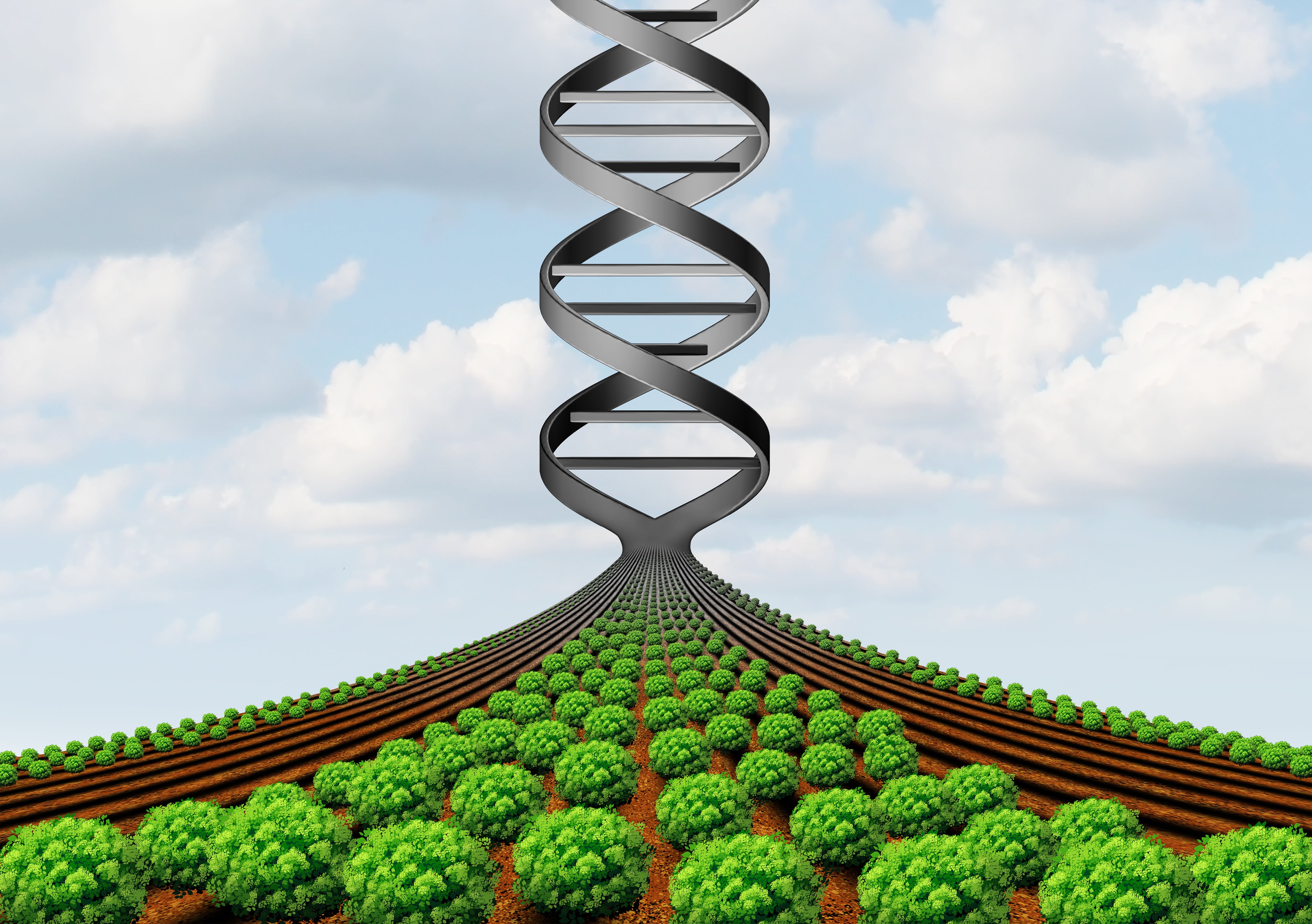 GMO_Grove None